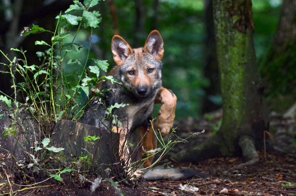 Обыкновенный Шакал (canis aureus)