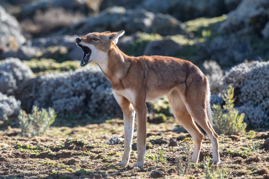 Волчонок Лобо