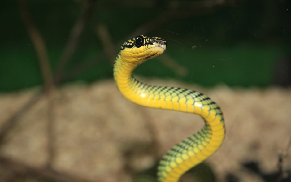 Trimeresurus venustus