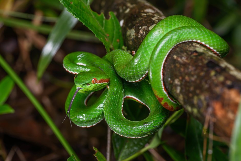 Trimeresurus gumprechti