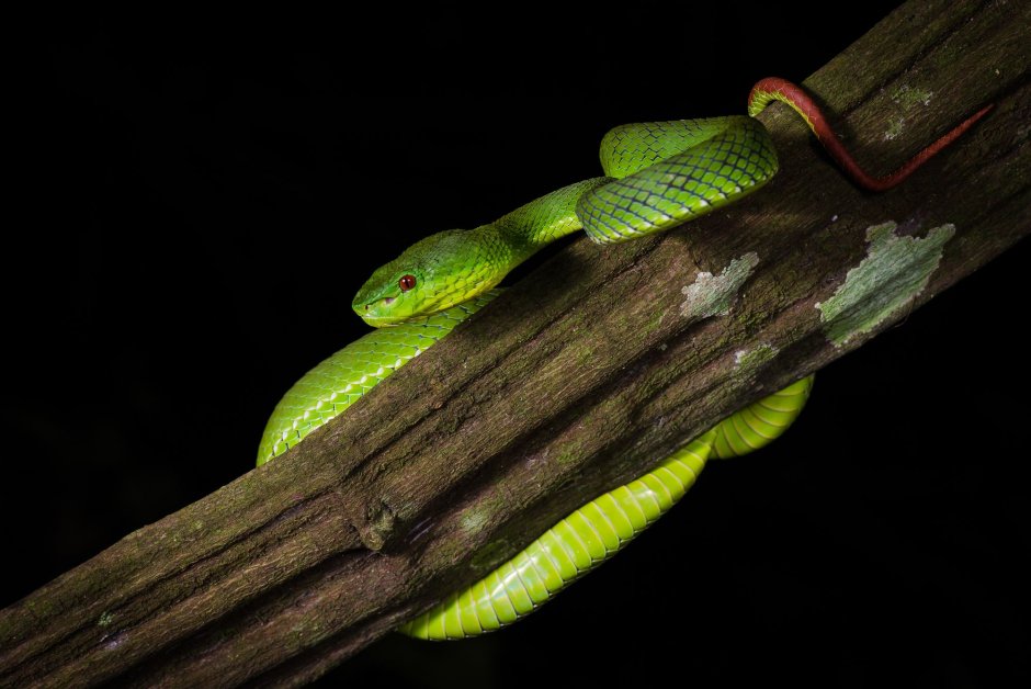 Trimeresurus popeiorum