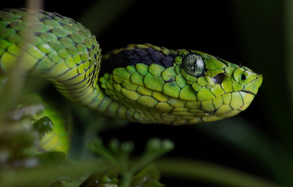 Yellow blotched Palm-Pit Viper