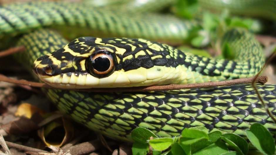 Chrysopelea Ornata