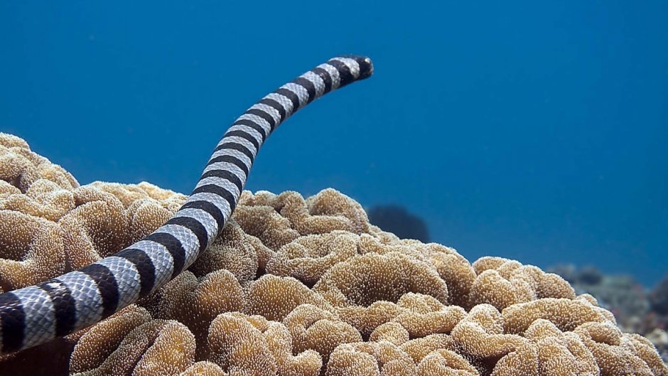 Морской змей Белчера