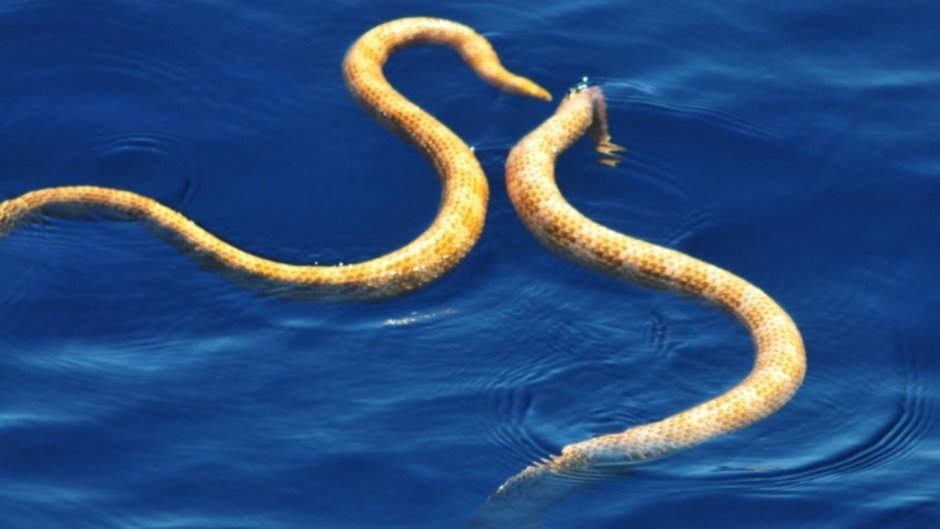 Морская змея Дюбуа