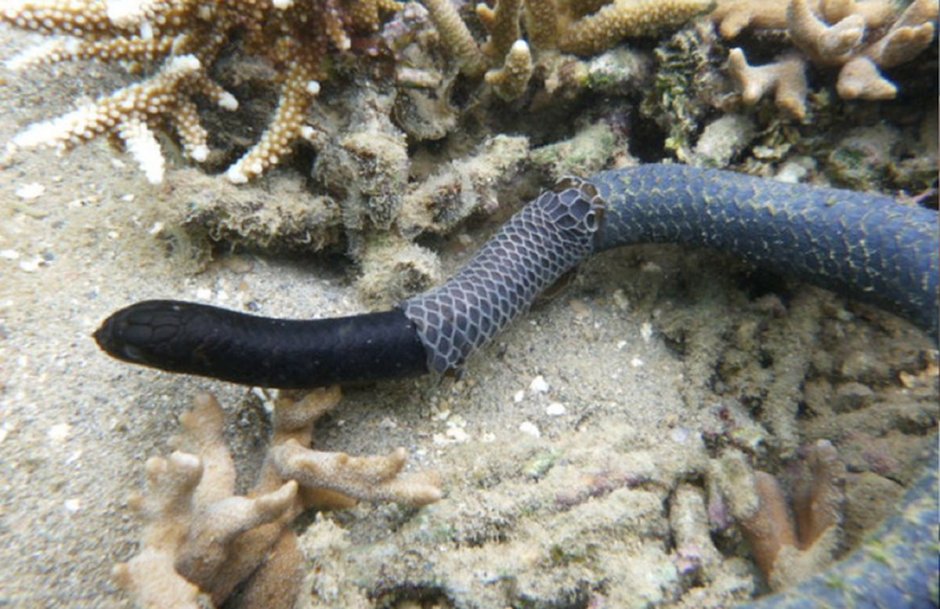 Sea Krait