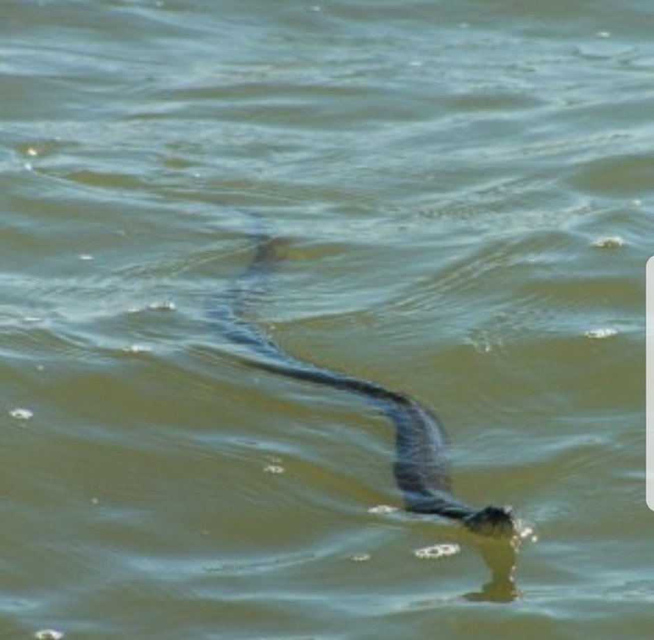 Морские гадюки Азовское море