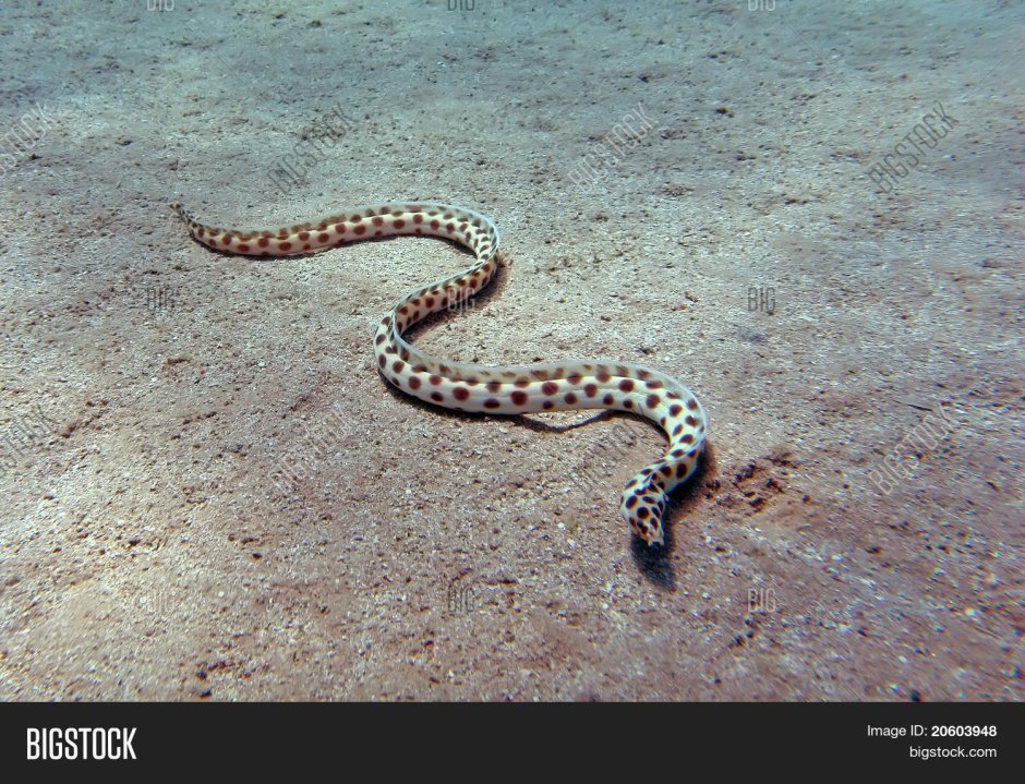Пятнистая морская змея