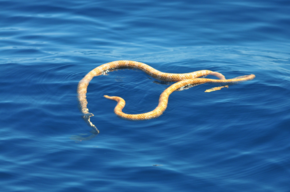 Aipysurus apraefrontalis