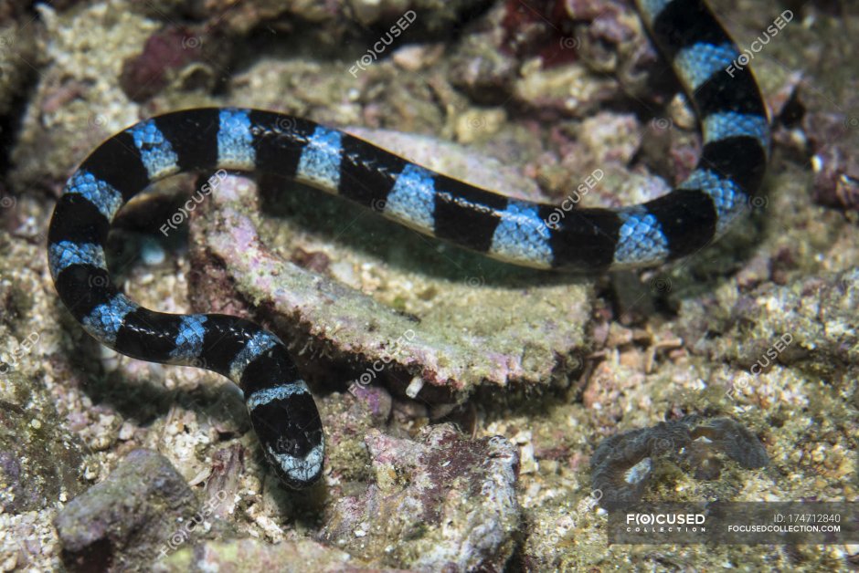 Морские змеи с верха