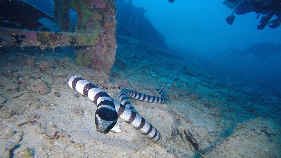 Морская змея плоскохвост