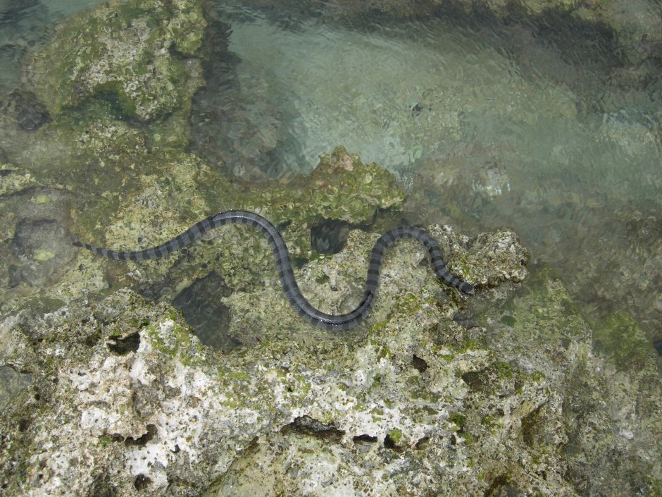 Морские змеи в Азовском море