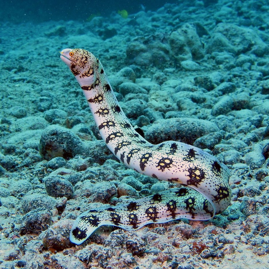 Морская змея мурена