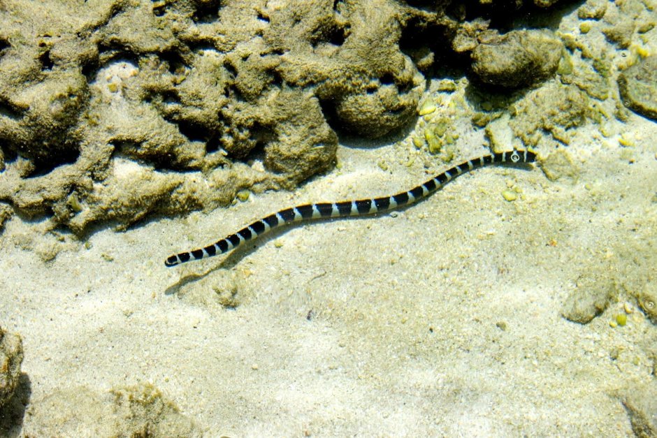 Морская змея Дюбуа