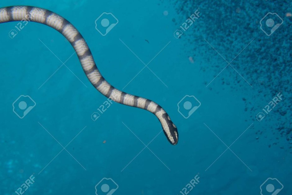 Пятнистый острохвостый угорь