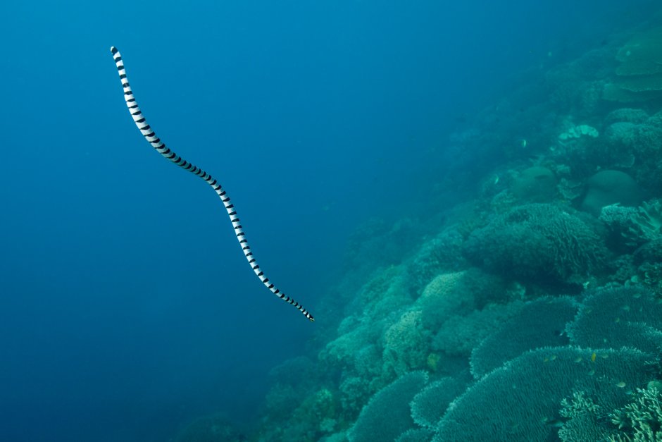 Ленточная рыба мурена