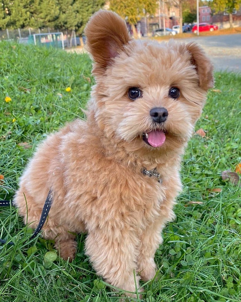 Снек терьер