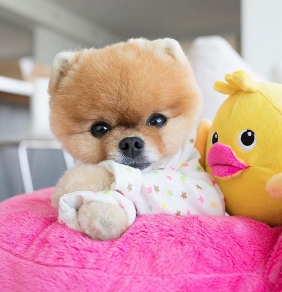 Померанский шпиц плюшевый