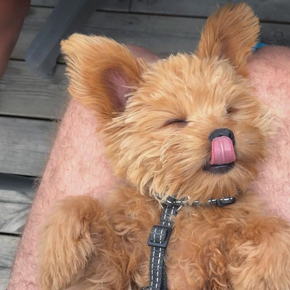 Оливер порода собак