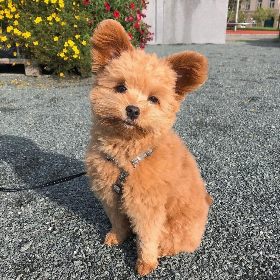 Оливер порода собак