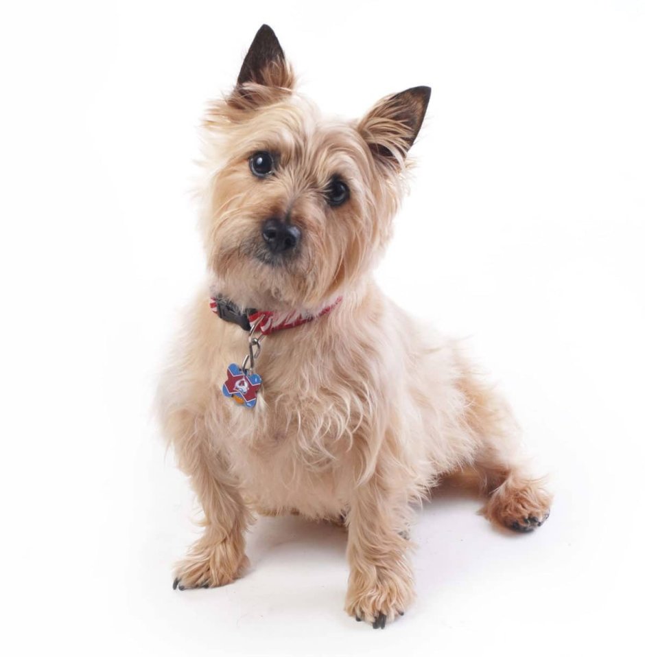 Порода Тедди Беар