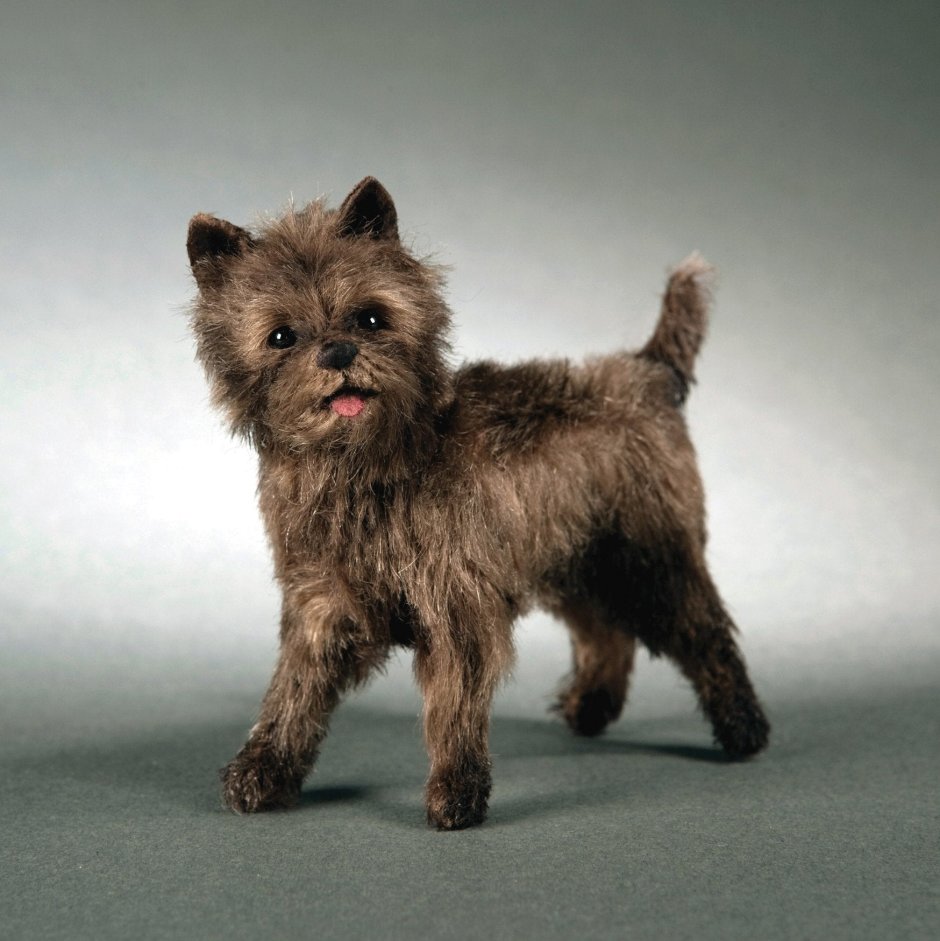 Кличка собаки Шах