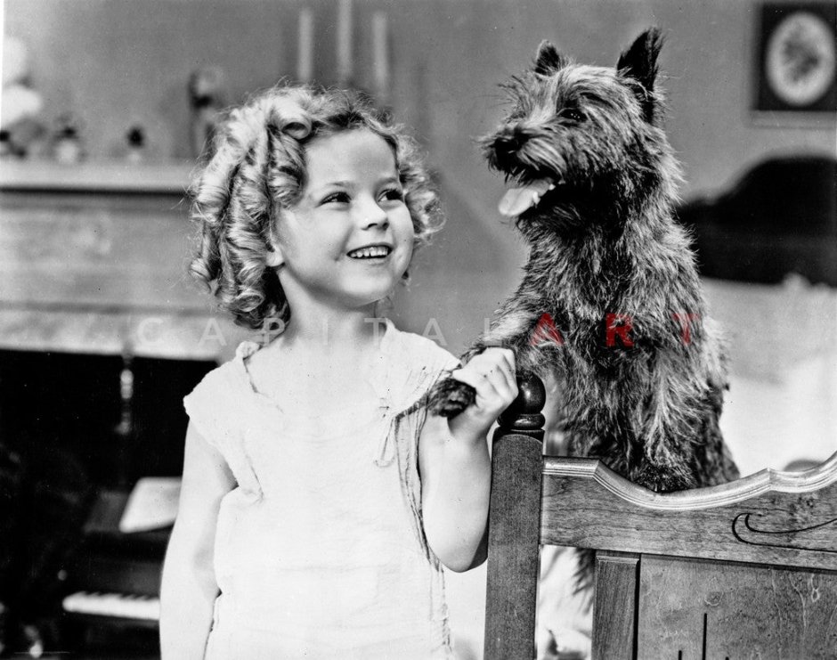 Тото собака