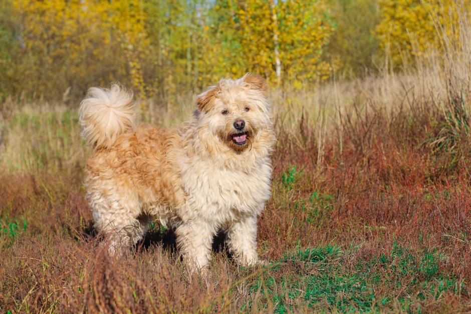 Тедди дог порода