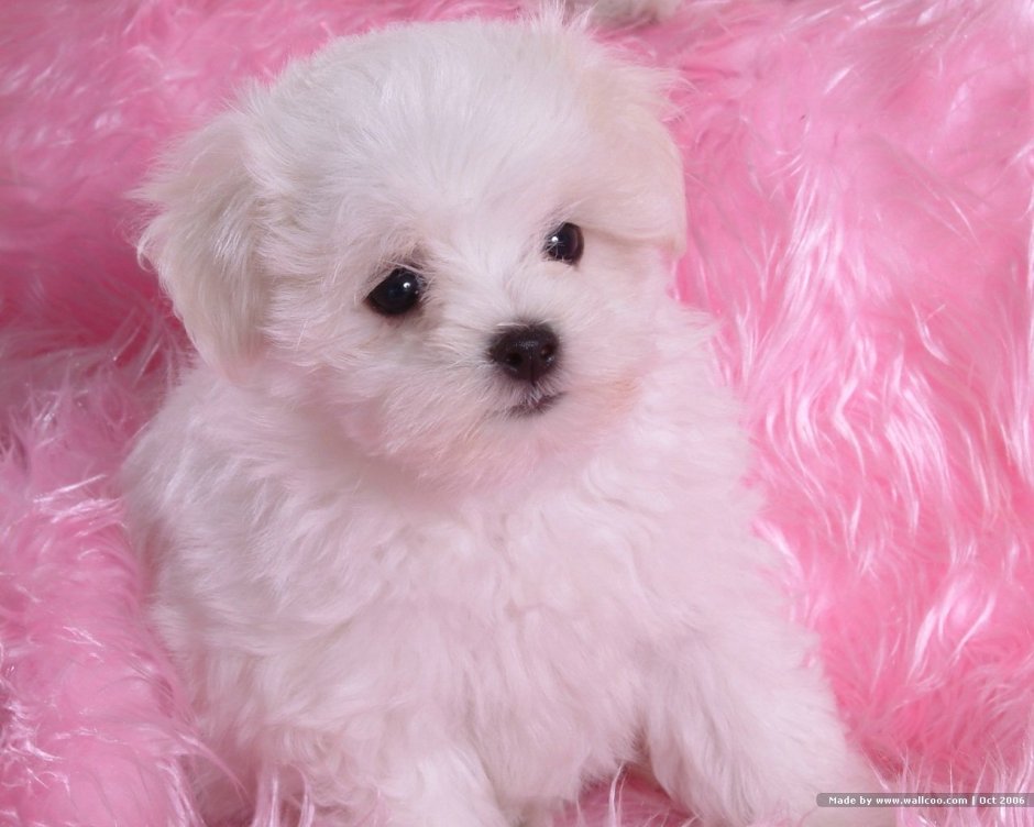 Вест хайленд вай терьер