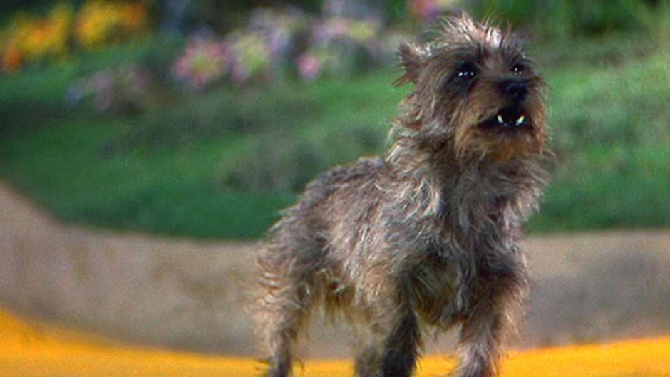 Вест хайленд терьер