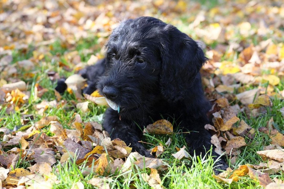 Маленькие ушастые собачки