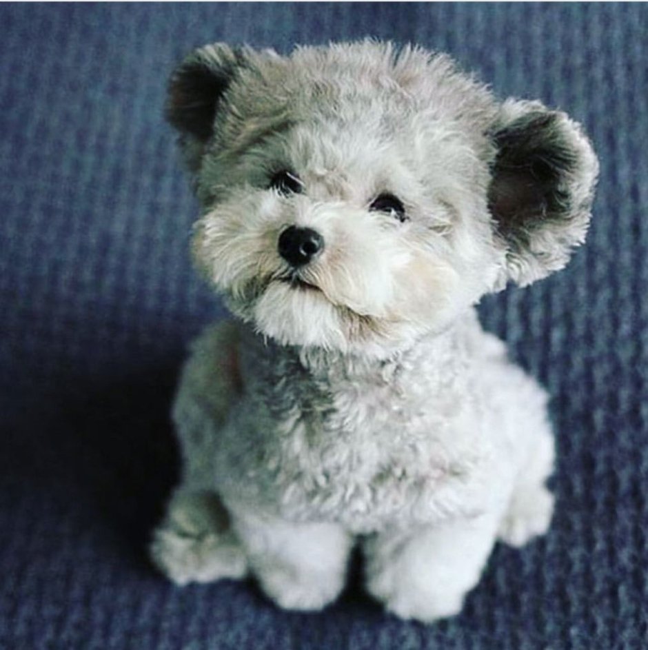 Вест-хайленд-Уайт-терьер питомник