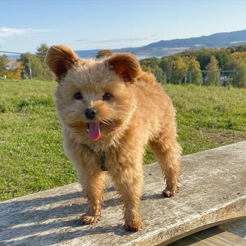 Тотошка из изумрудного города порода