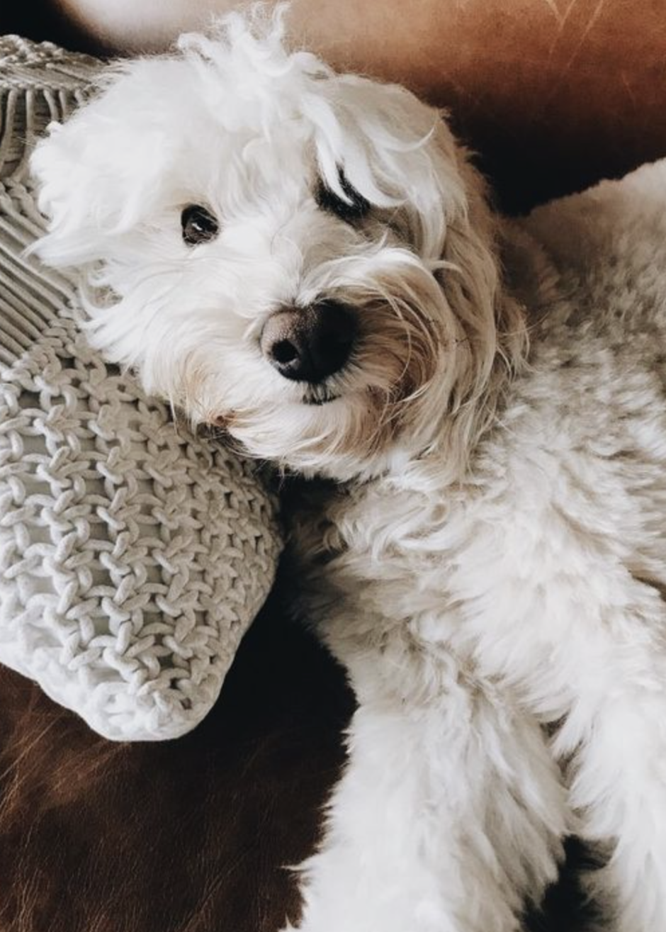 Йоркширский терьер и мальтипу