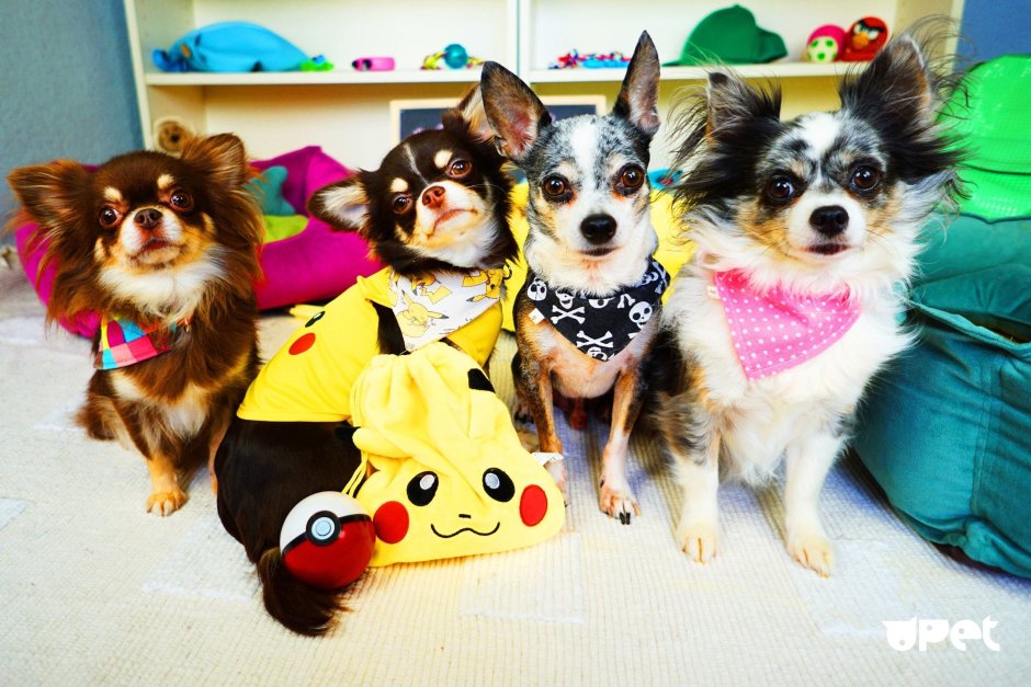 Мальтийская болонка и шпиц