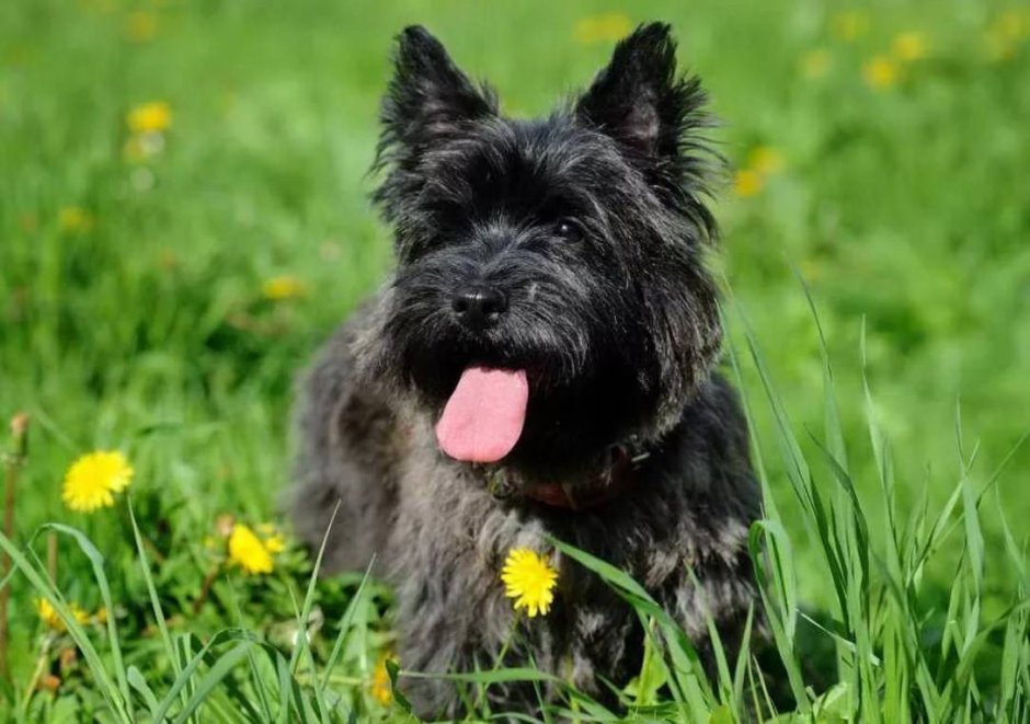 Собака Керн терьер