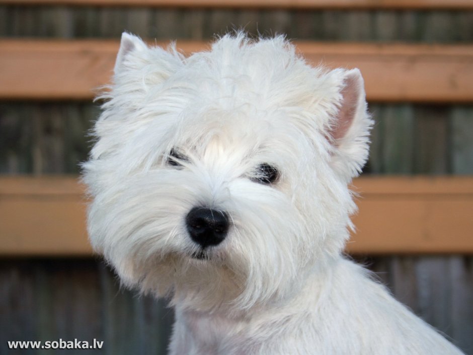 Керн терьер