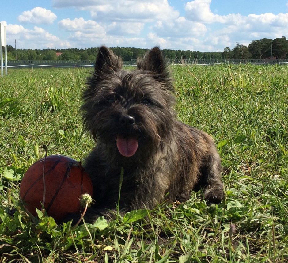 Вест хайленд Уайт терьерэр