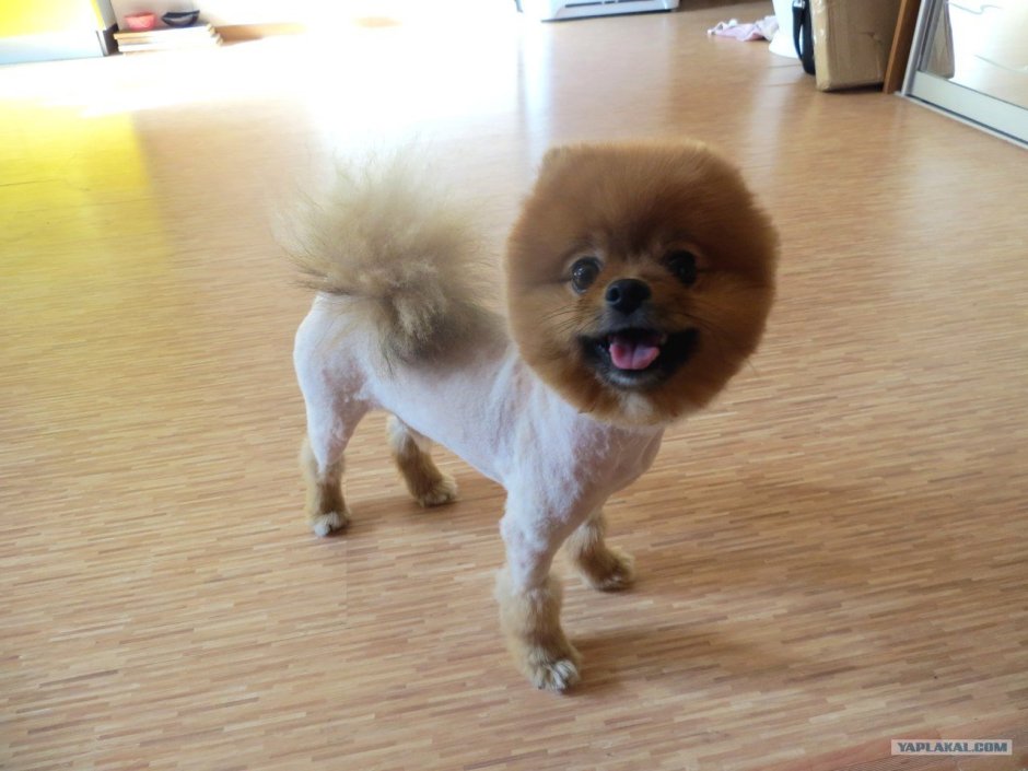 Керн терьер шотландский