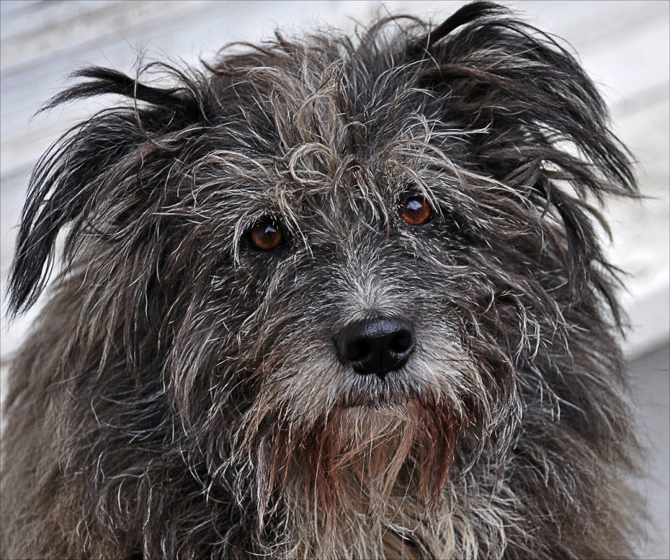 Собака неаллергенная порода