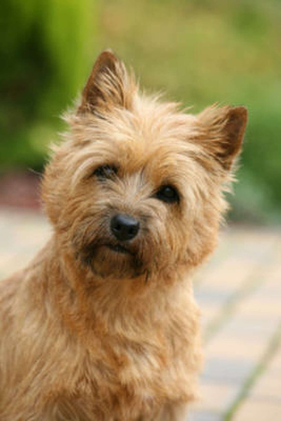 Тибетский самоед