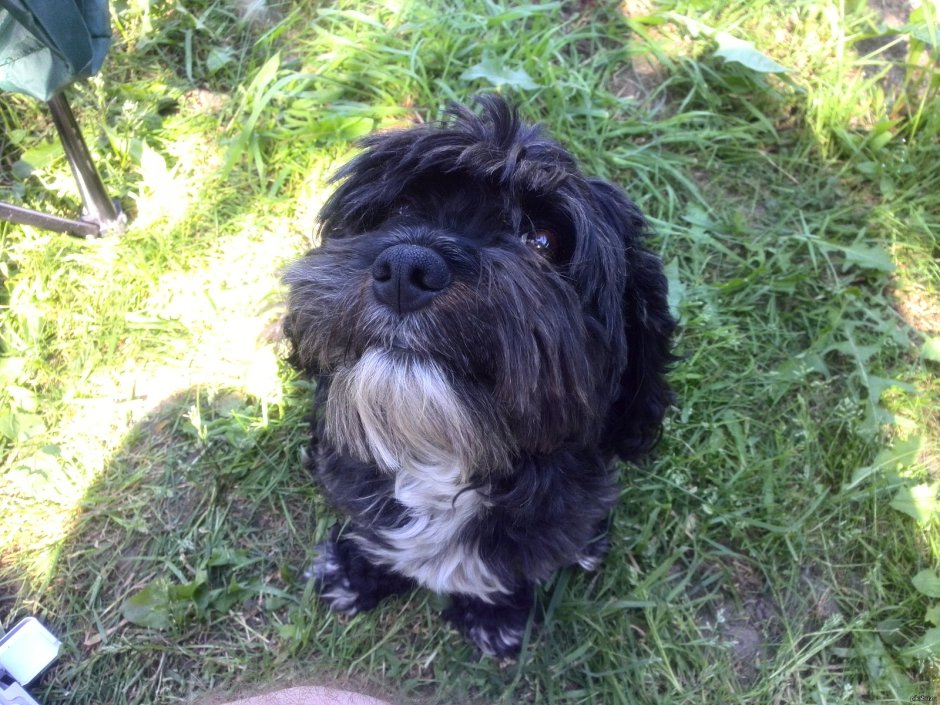 Той пудель Тедди Тикап