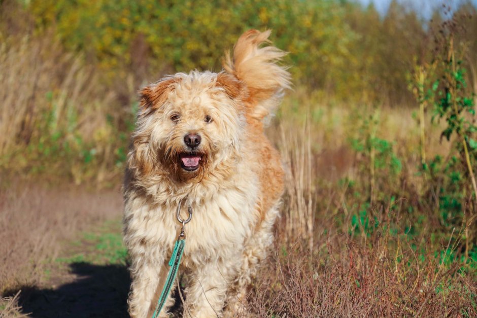 Серый щенок йоркширского терьера