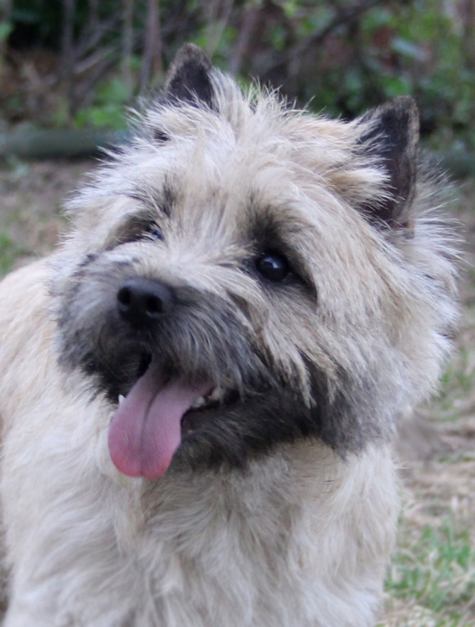 Померанский шпиц jiffpom