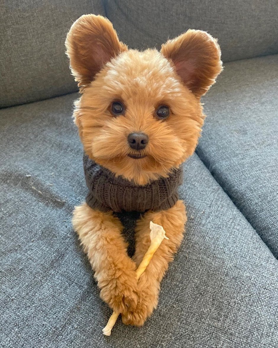 Порода Тедди Беар