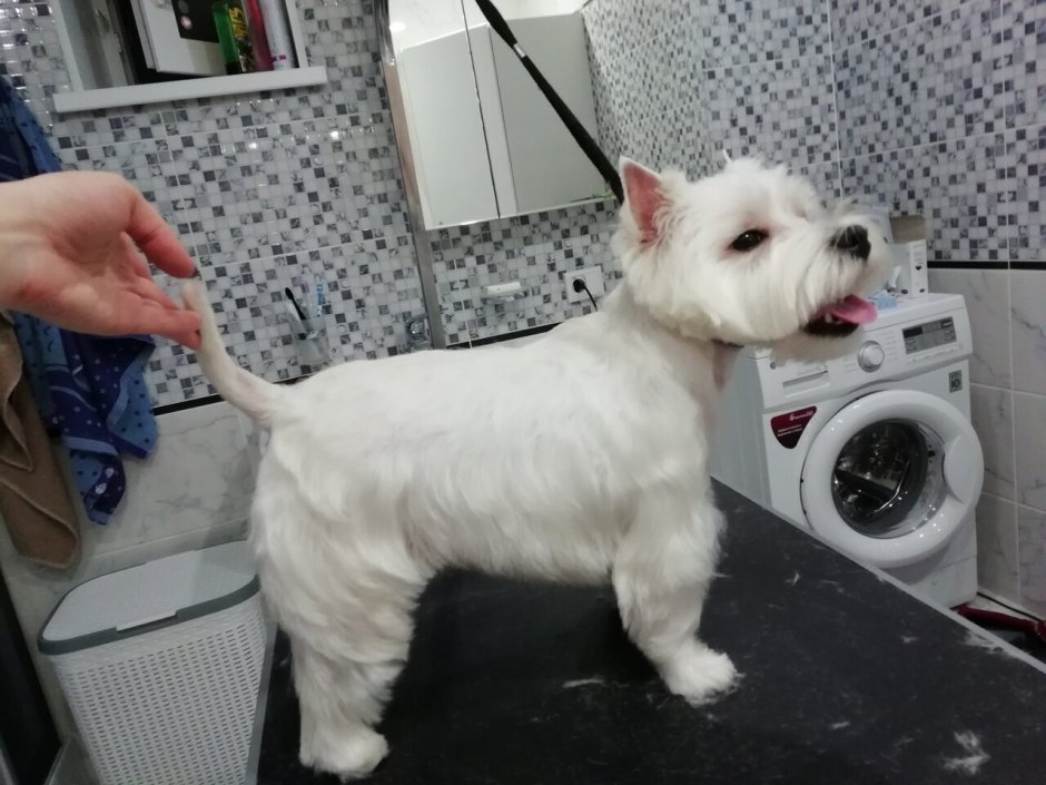 Вест-хайленд-Уайт-терьер черный