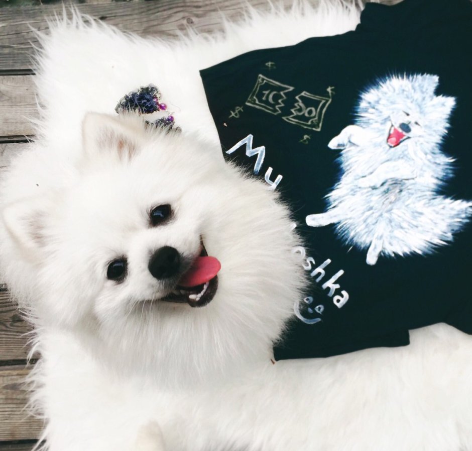 Тотошка порода