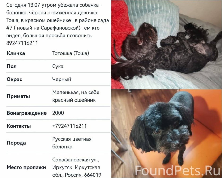 Тотошка собака