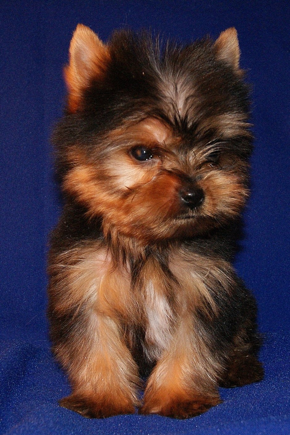 Йоркширский терьер мультик