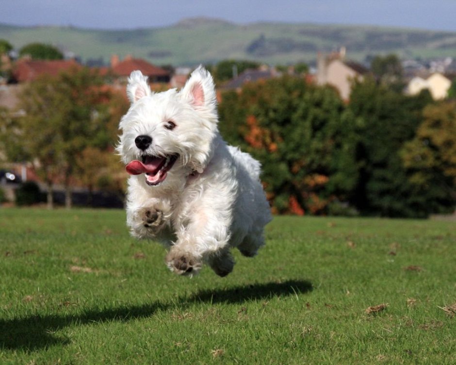 Вест-хайленд-Уайт-терьер черный